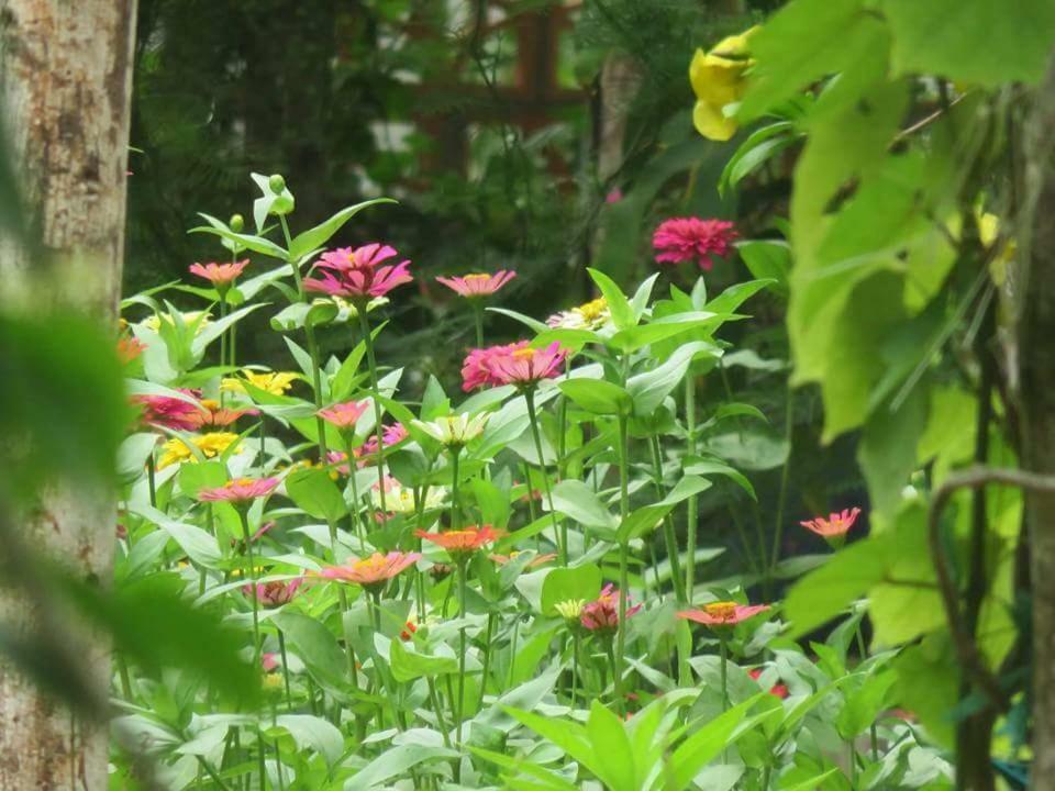 Bach Cuc Homestay Long Hai Eksteriør billede